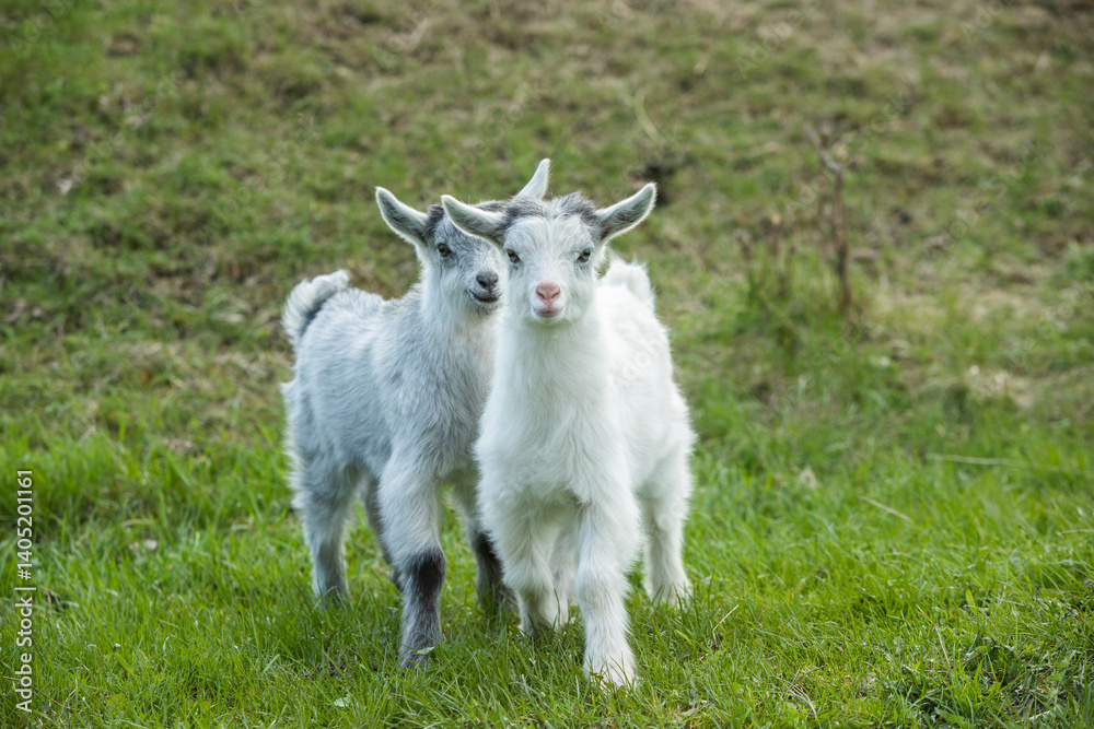 White baby goat on a green meadow in the summertime. White baby goat on a green meadow in the summertime.