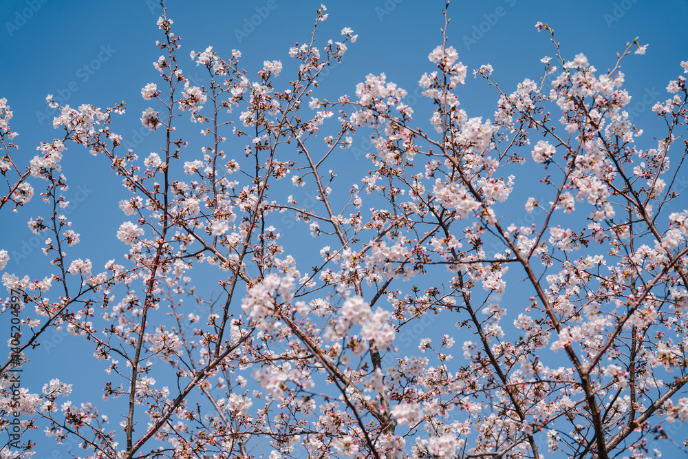 2025年のお台場に咲く美しい桜 2025年のお台場に咲く美しい桜