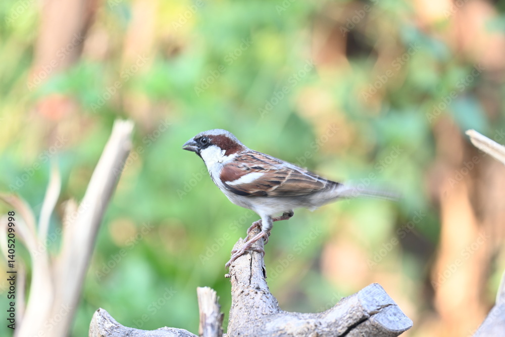 Naklejka premium House sparrow. Its other name Passer domesticus and Indian House sparrow. This is a bird of the sparrow family Passeridae, found in most parts of the world.