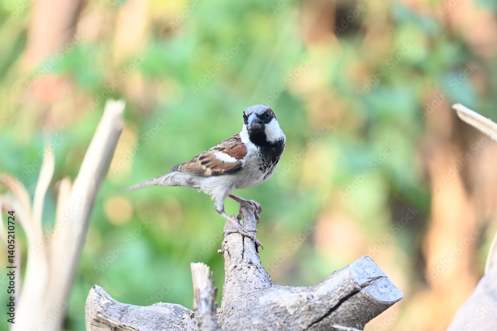 Naklejka premium House sparrow. Its other name Passer domesticus and Indian House sparrow. This is a bird of the sparrow family Passeridae, found in most parts of the world.