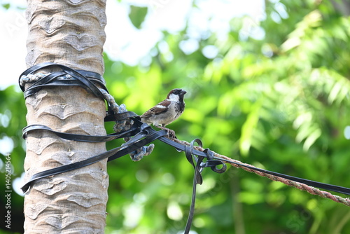 House sparrow. Its other name Passer domesticus and Indian House sparrow. This is a bird of the sparrow family Passeridae, found in most parts of the world. 
