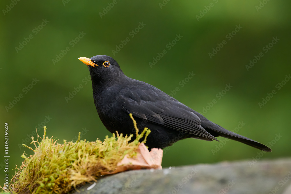 Male Eurasian Blackbird on mossy rock with green blurred background
