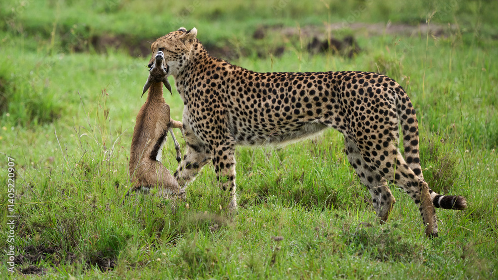Cheetah carrying freshly killed gazelle in Masai Mara