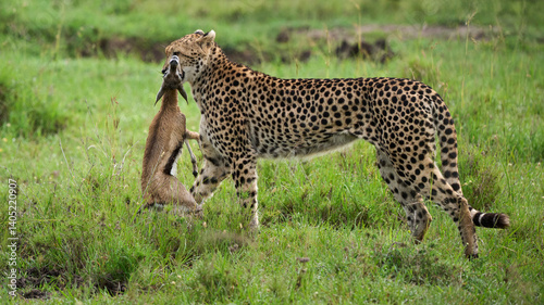 Obraz na płótnie Cheetah carrying freshly killed gazelle in Masai Mara w salonie