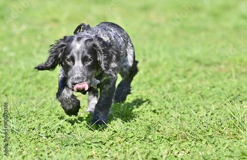 A working blue roan Cocker Spaniel puppy coming towards the camera.