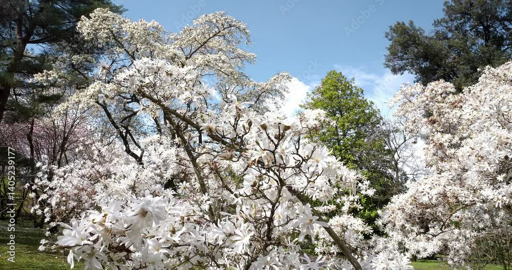 White Magnolia Stellata Plant flowers bloom in spring. White Magnolia Stellata Plant flowers bloom in spring.