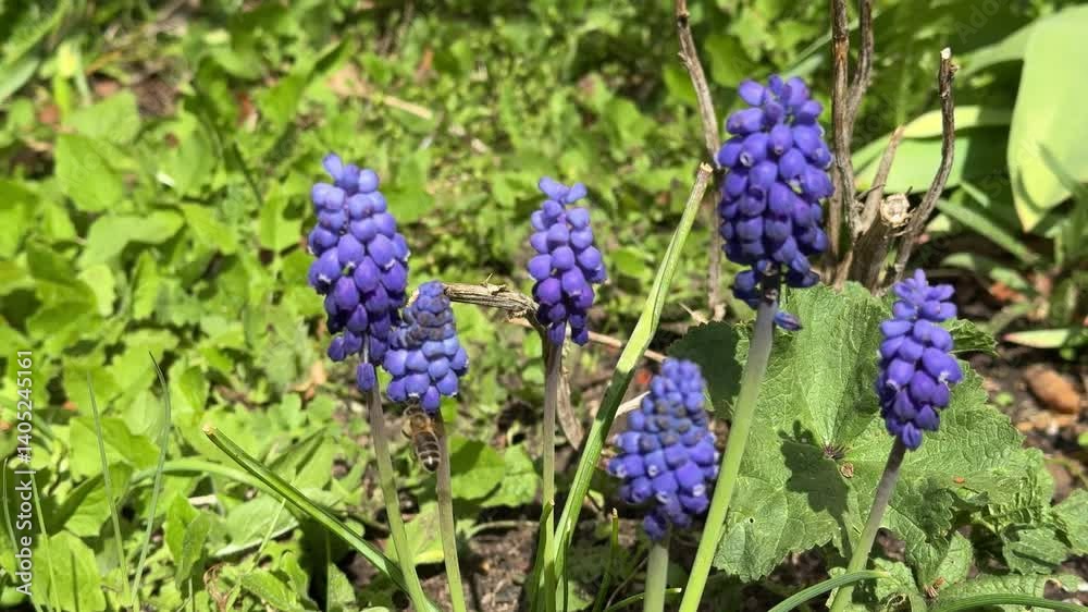 blue hyacinth flowers in the garden with honey bee The pollen is collected 4k blue hyacinth flowers in the garden with honey bee The pollen is collected 4k