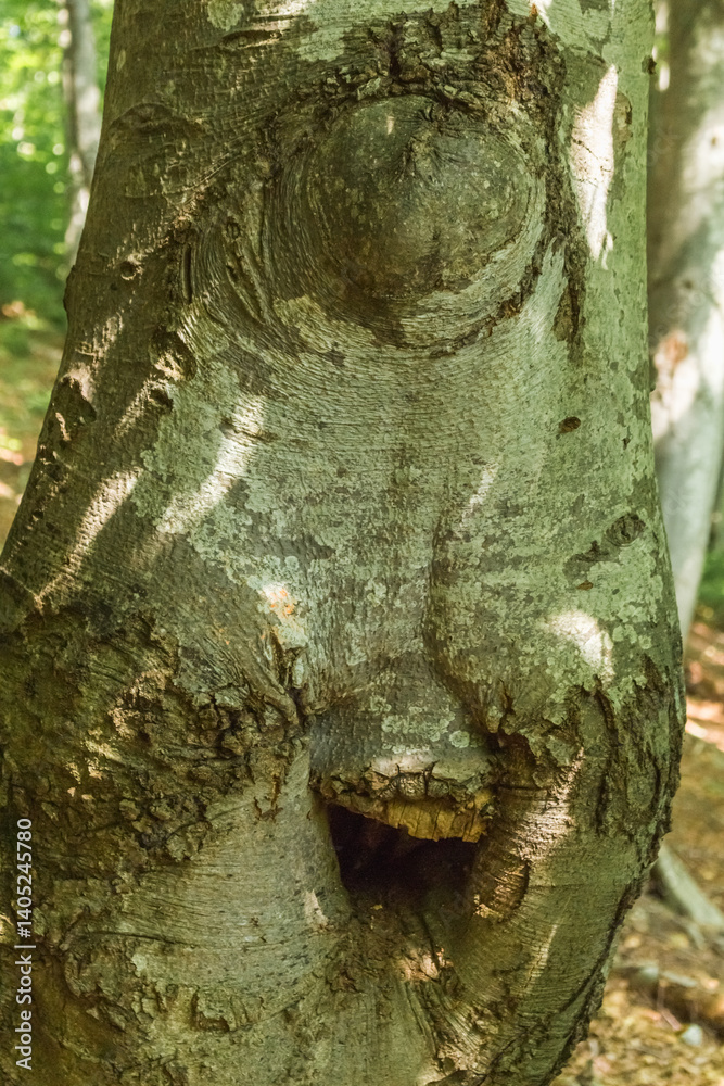 Obraz premium Majestic Forest Tapestry: Intertwined Tree Trunks in Dappled Sunlight