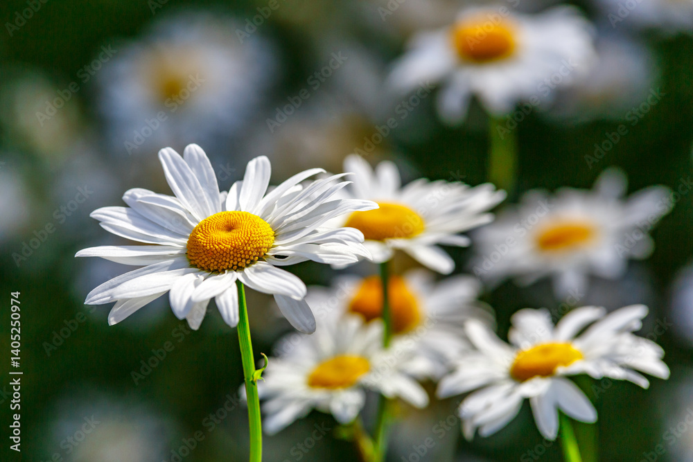 Camomile.Chamomile flower field.Field of camomiles at sunny day at nature.Spring, summer background. Meadow flowers. Medicinal plant. Camomile.Chamomile flower field.Field of camomiles at sunny day at nature.Spring, summer background. Meadow flowers. Medicinal plant.