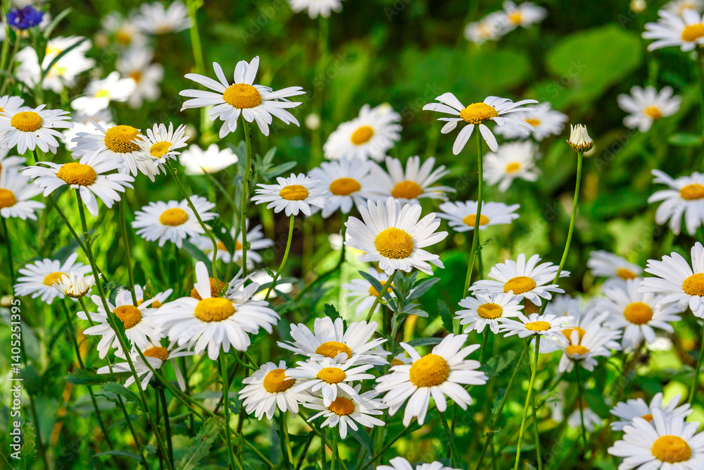 Camomile.Chamomile flower field.Field of camomiles at sunny day at nature.Spring, summer background. Meadow flowers. Medicinal plant. Camomile.Chamomile flower field.Field of camomiles at sunny day at nature.Spring, summer background. Meadow flowers. Medicinal plant.