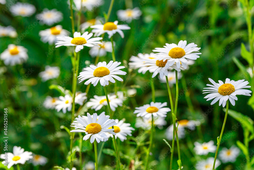 Camomile.Chamomile flower field.Field of camomiles at sunny day at nature.Spring, summer background. Meadow flowers. Medicinal plant. Camomile.Chamomile flower field.Field of camomiles at sunny day at nature.Spring, summer background. Meadow flowers. Medicinal plant.