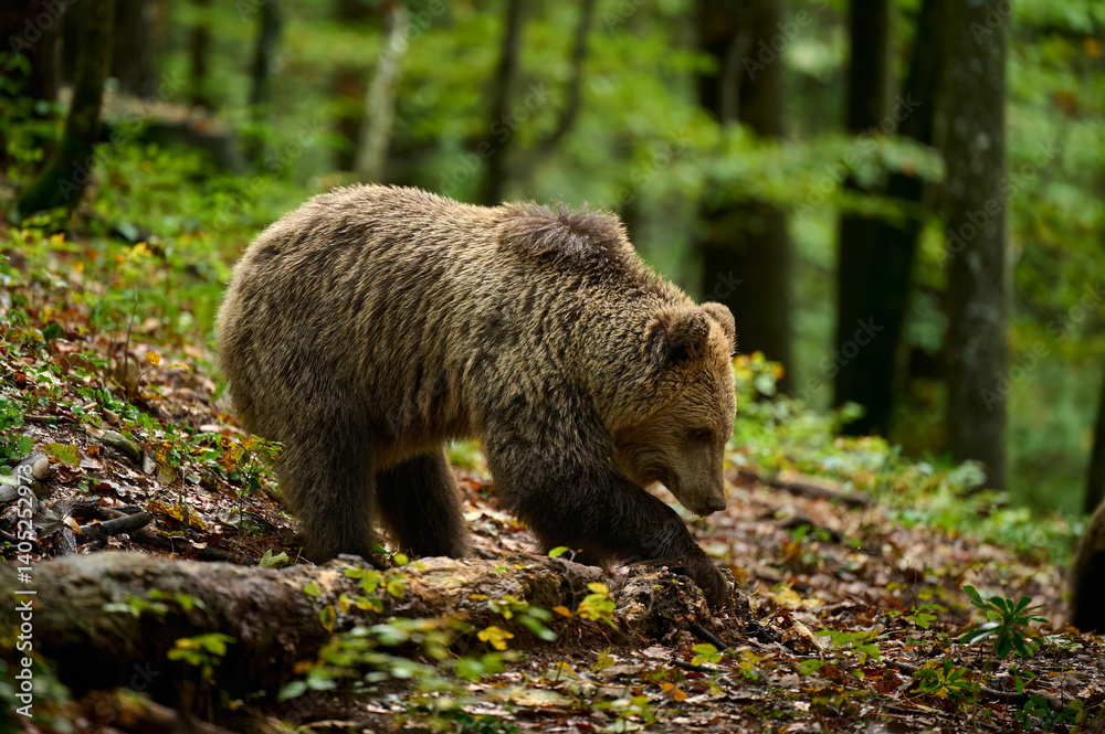 Brown bear searching the forest floor in autumn light