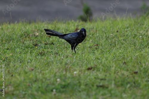 Great tailed grackle in grass