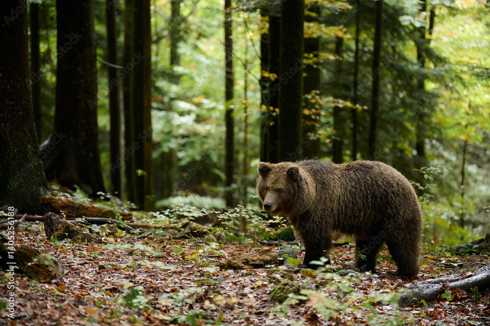 Brown bear walking in forest in autumn, side view