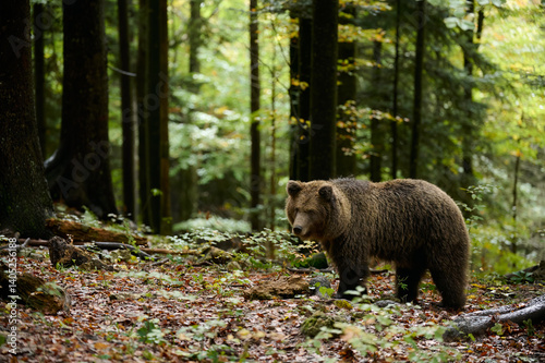 Obraz na płótnie Brown bear walking in forest in autumn, side view w salonie