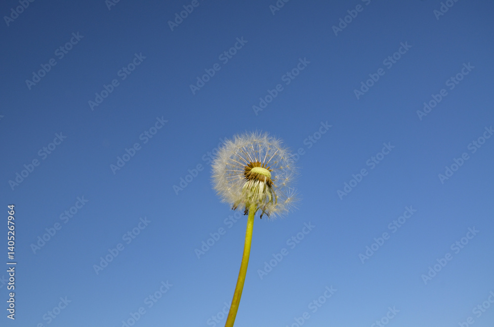 Closed Bud of a dandelion. Dandelion white flowers in green grass and heaven. Closed Bud of a dandelion. Dandelion white flowers in green grass and heaven.