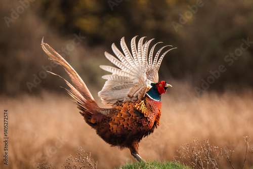pheasant male in the wild flapping wings