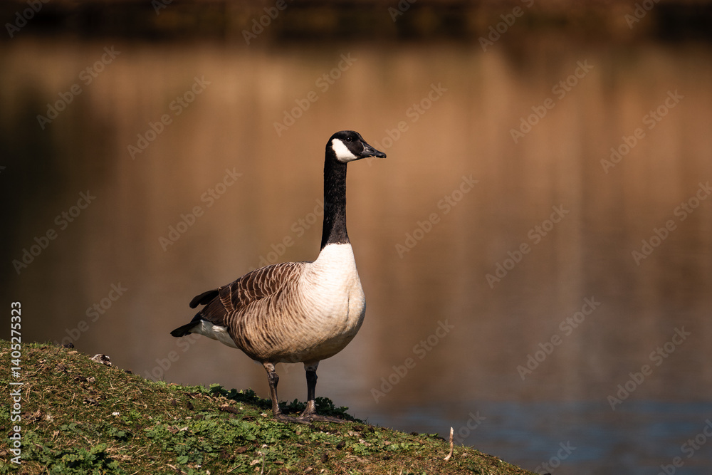 canada goose on the lake canada goose on the lake