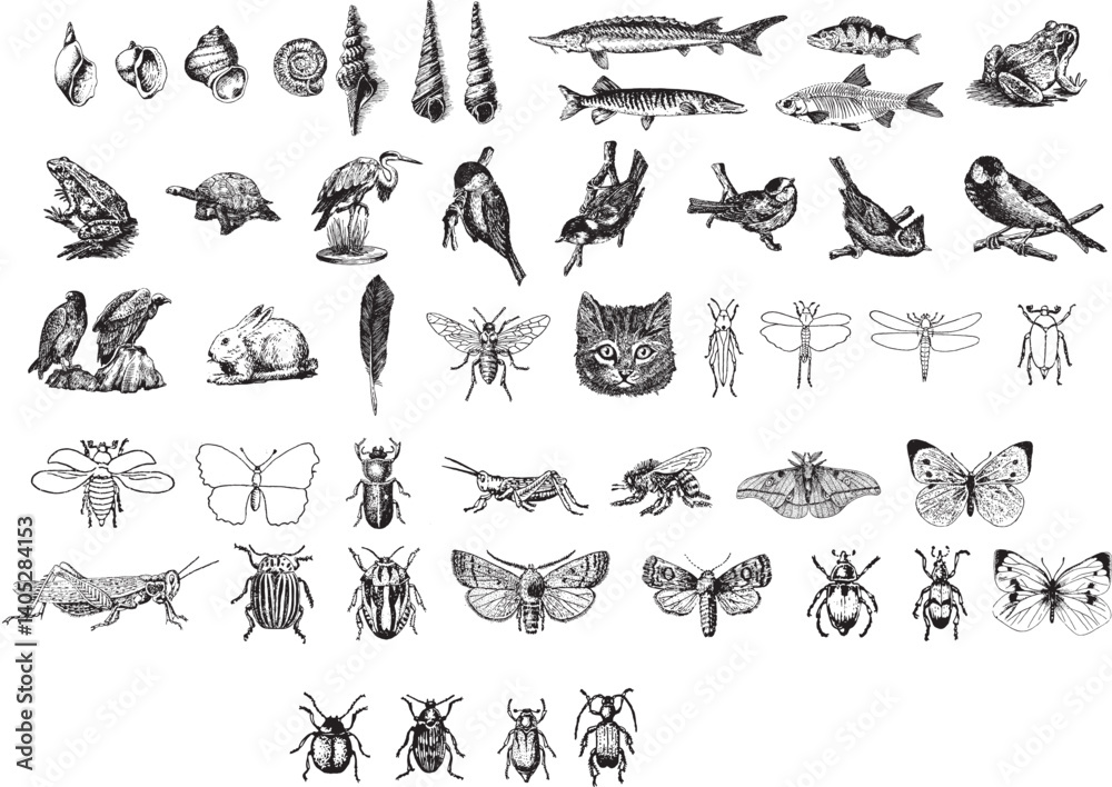 Naklejka premium a set of black and white illustrations of various animals, vector set of animals, insects