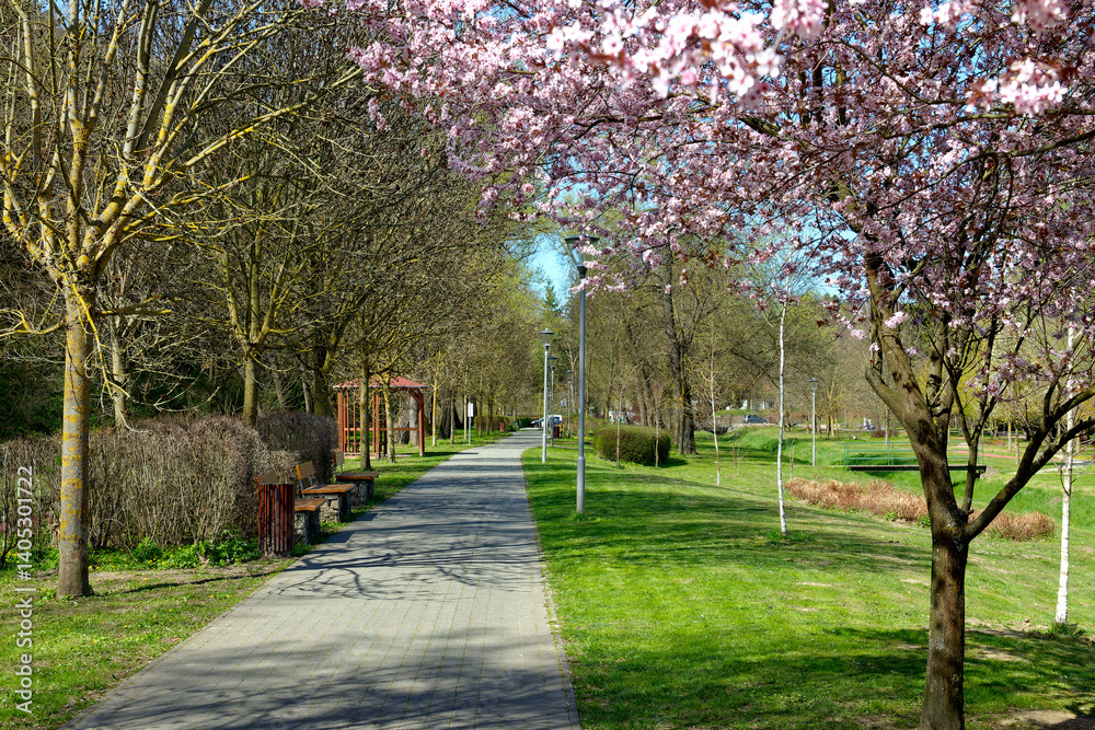 Spring flowering. Spring flowering.