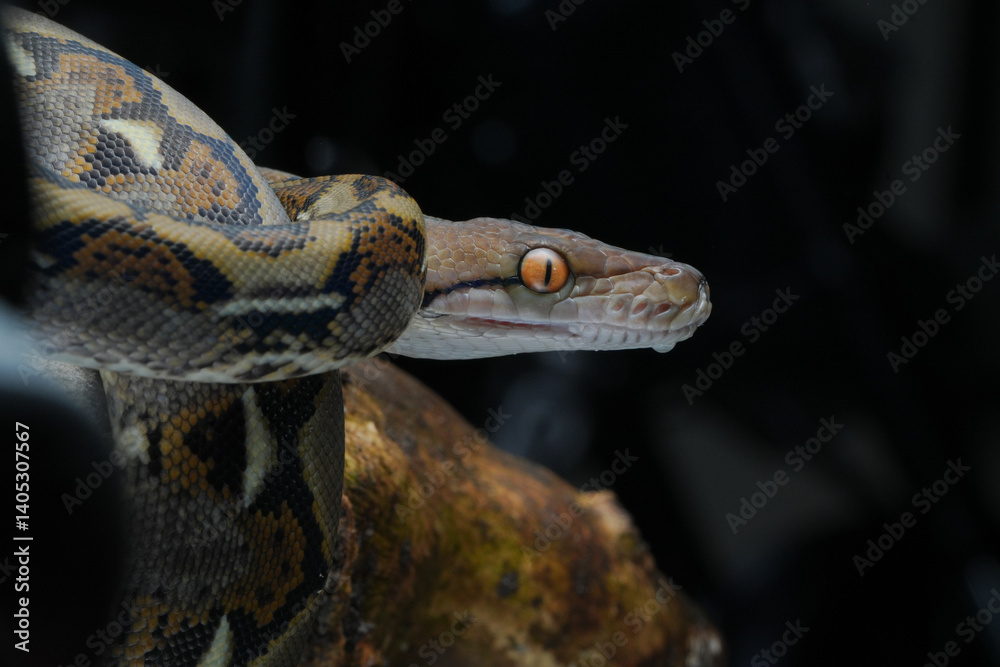 Fototapeta premium close up of a python