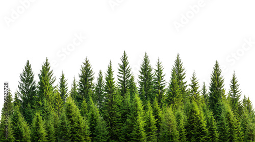 PNG of Lush green coniferous forest backdrop showcasing varying shades of green and textures.