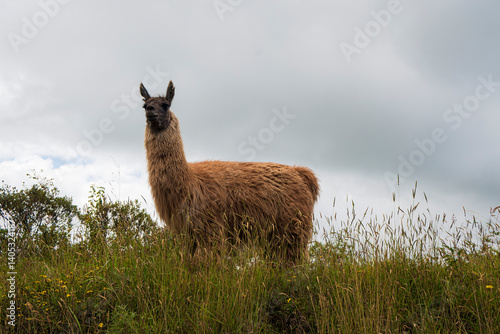 Parco del Cotopaxi Ecuador