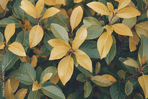 Close-up view of foliage with vibrant yellow and green leaves.  Densely packed leaves on branches photo