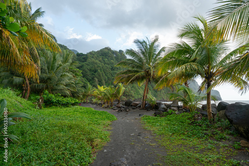 Fototapeta Naklejka Na Ścianę i Meble -  Beach outside of Grand'Rivière on Martinique in the Caribbean with clouds and palm trees.