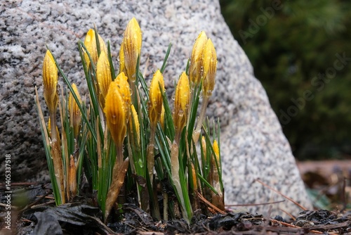 Close-up of yellow crocuses with closed flowers and dew drops in the garden