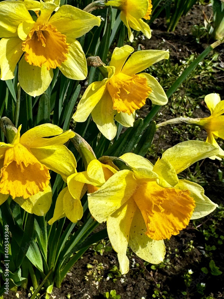 yellow daffodil flower in the garden yellow daffodil flower in the garden