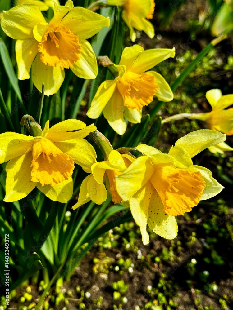 yellow daffodil flower in the garden yellow daffodil flower in the garden