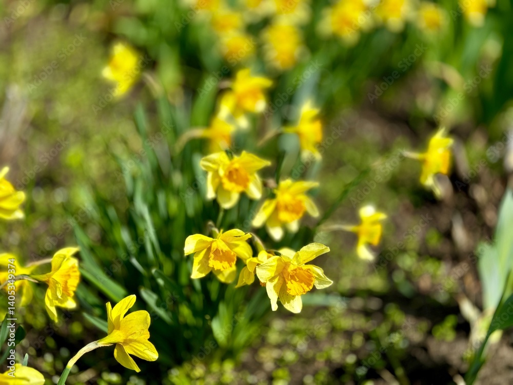 Obraz premium yellow daffodil flower in the garden