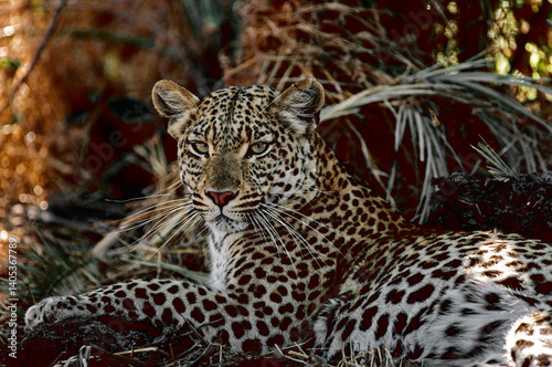 leopard in the grass