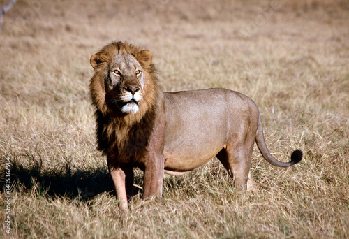 lion in the grass