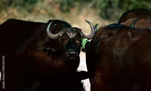 Cape buffalo