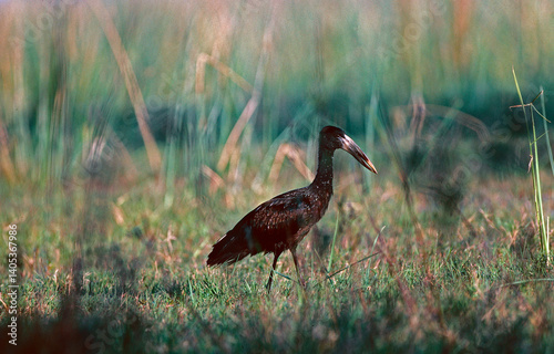 Openbill stork