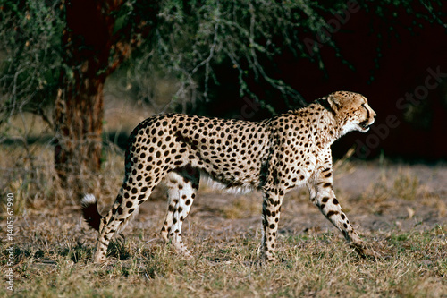 cheetah in the grass
