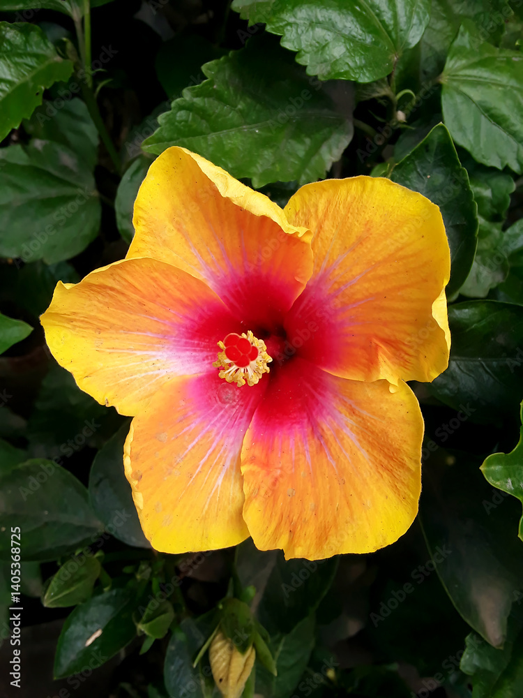 Naklejka premium Vibrant Yellow Pink Hibiscus Flower in Full Bloom
