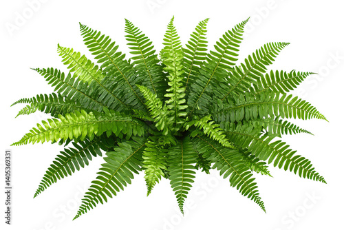 Lush green fern, aerial view. Perfect for nature-themed designs with detailed fronds against a clean, transparent background photo