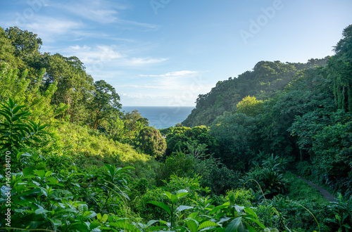View over jungle outside of Grand'Riviere on north coast of Martinique along coastal hiking trail in the Caribbean.