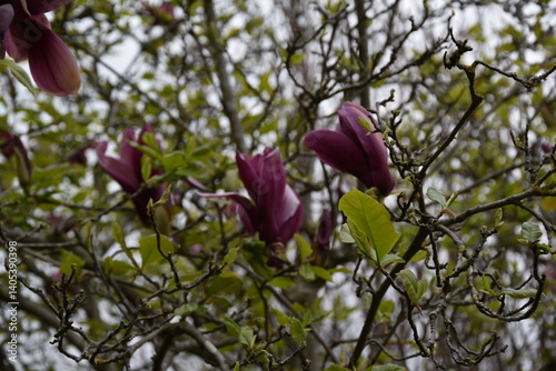 Magnolie