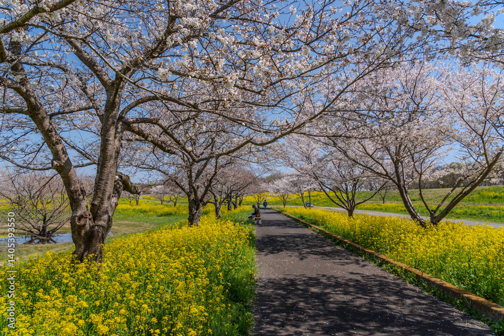 埼玉県筑西市母小島遊水地から菜の花畑と桜に彩られる筑波山