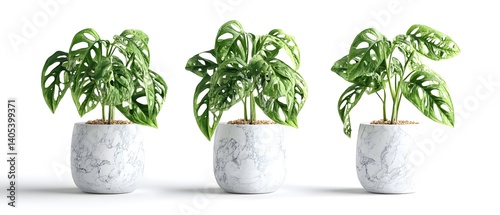 Three potted plants are sitting on a white background