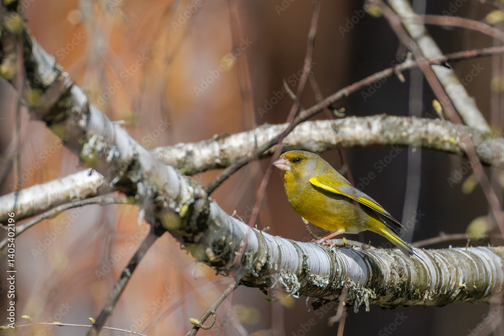 Fototapeta premium A male European greenfinch sits on a thick, leafless birch branch perpendicular to the camera lens on a sunny spring day.