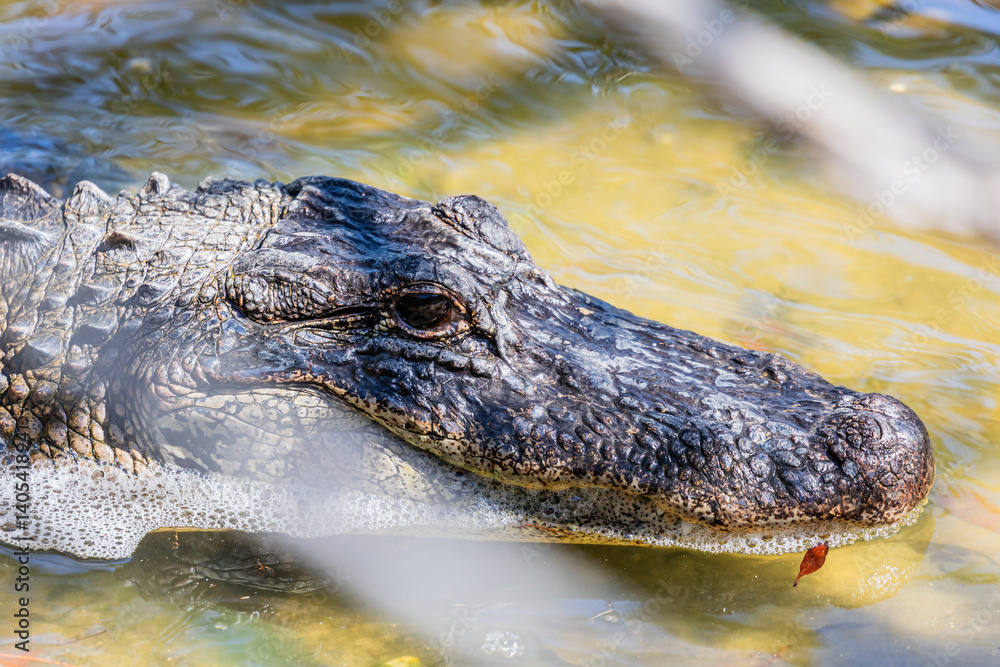Close up zoom in Alligator head Close up zoom in Alligator head