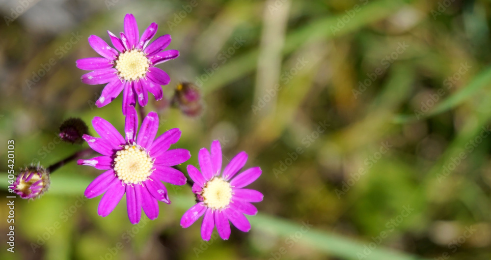 Fototapeta premium Pericallis tussilaginis flowering plant in the family Asteraceae native to the Canary Islands and Madeira, close up.Selective focus.