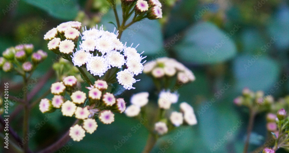 Ageratina adenophora, commonly known as Crofton weed,is a species of flowering plant in the family Asteraceae native to Mexico and Central America. Ageratina adenophora, commonly known as Crofton weed,is a species of flowering plant in the family Asteraceae native to Mexico and Central America.