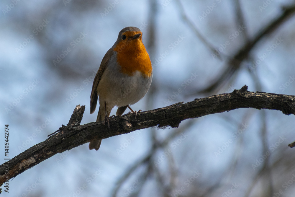 Fototapeta premium robin on a branch