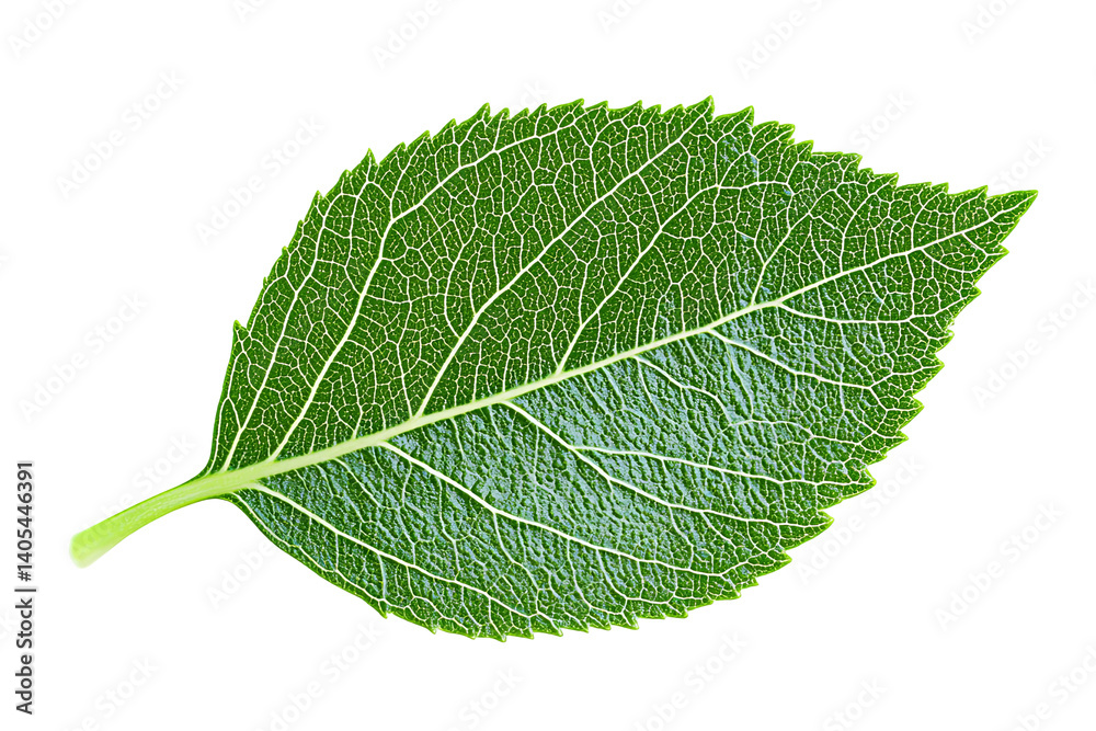 Obraz premium A vivid green leaf with intricate vein patterns against a stark transparent background, showcasing nature's delicate details